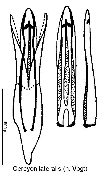 cercyon_lateralis.gif