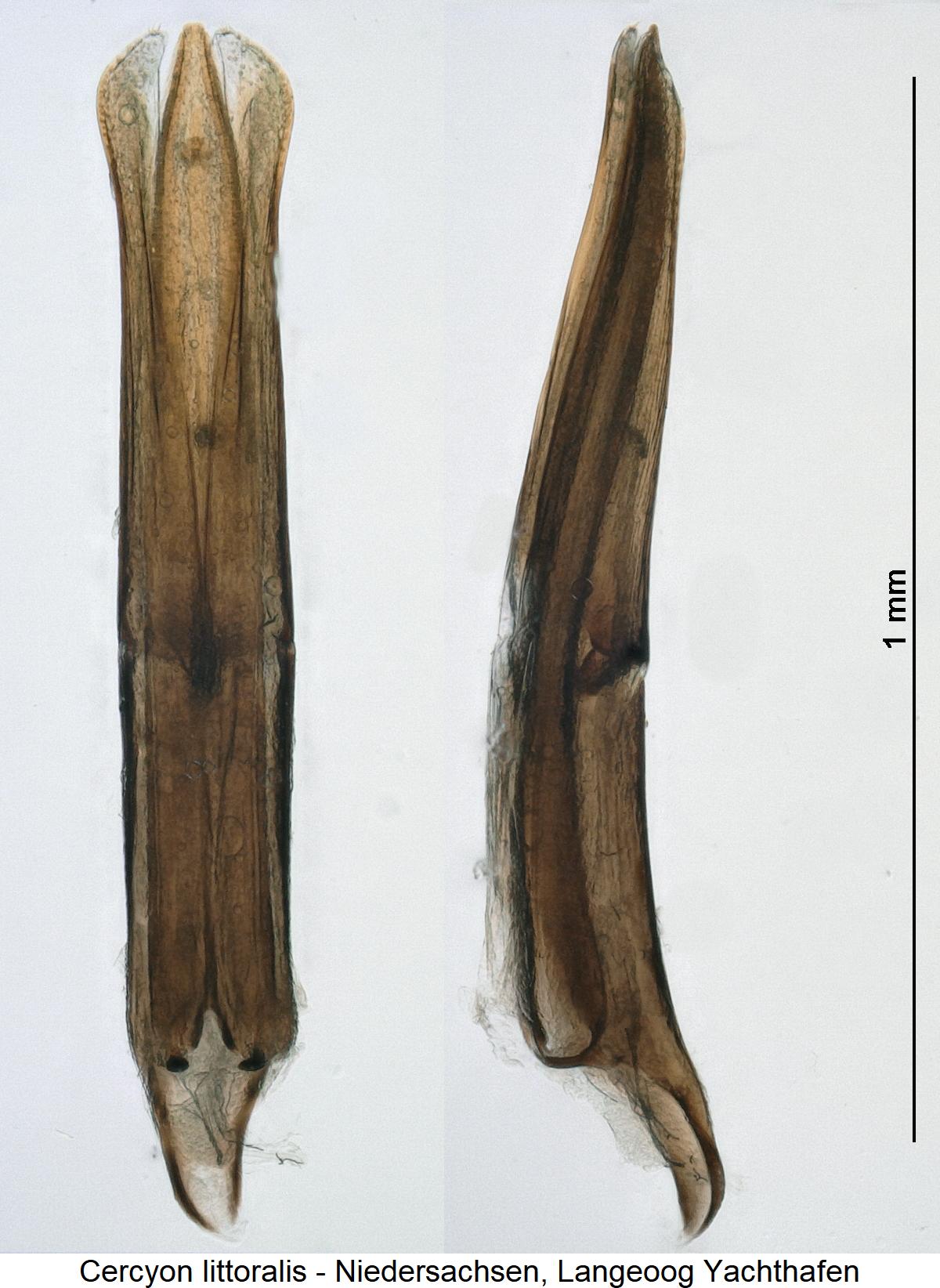 cercyon_littoralis.jpg