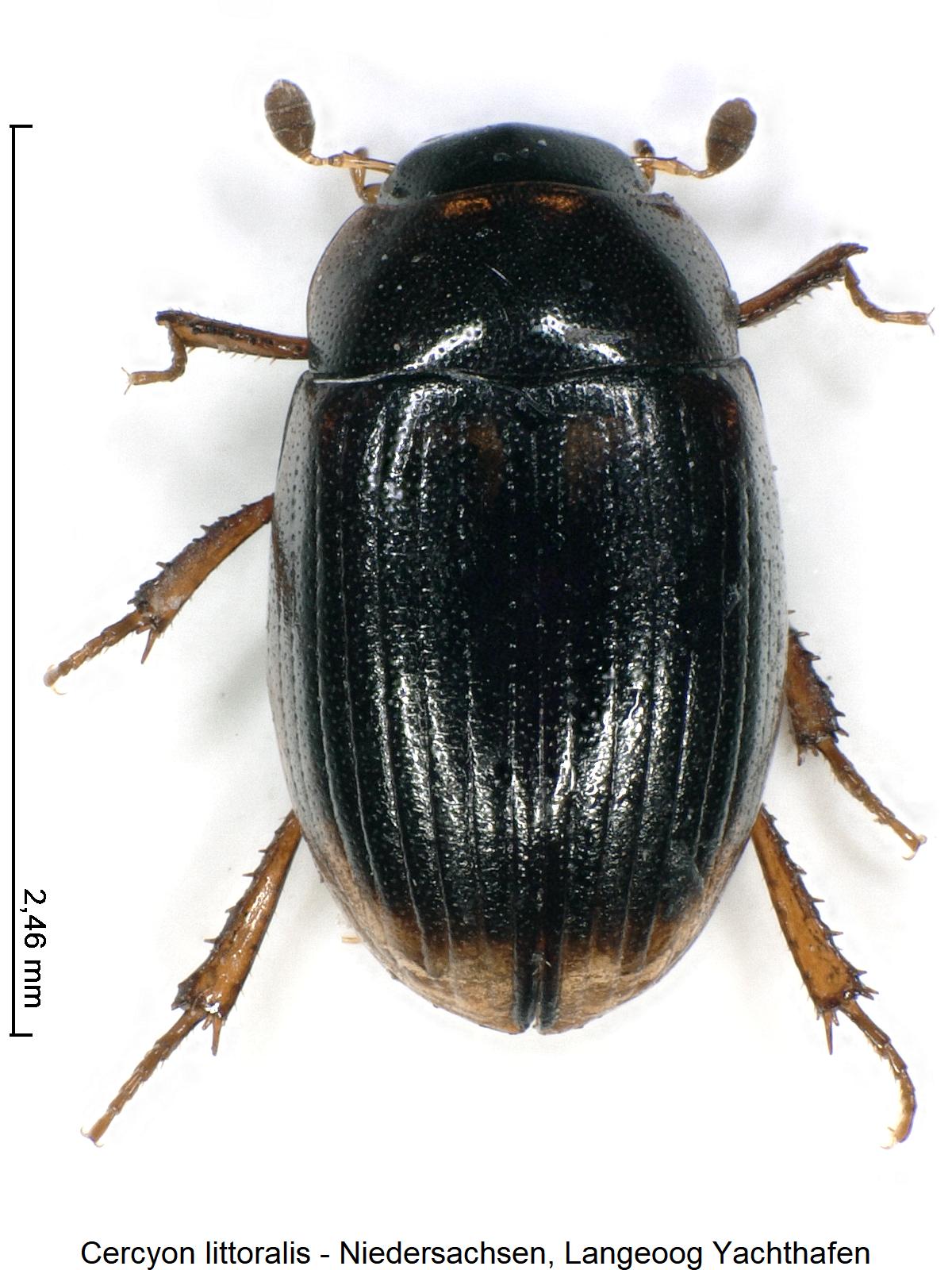 cercyon_littoralis_hab.jpg