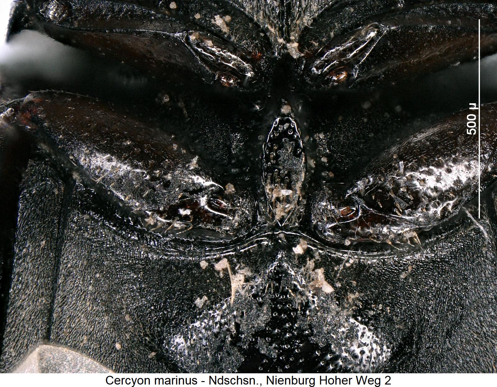 cercyon_marinus_mbr.jpg