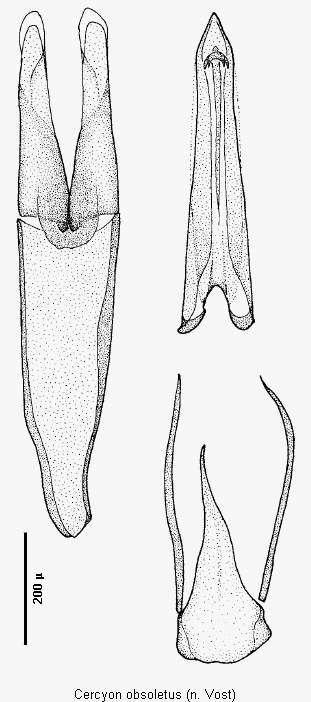 cercyon_obsoletus.gif