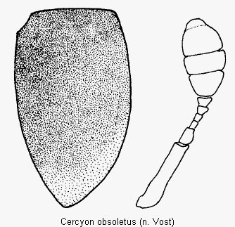 cercyon_obsoletus_det.gif