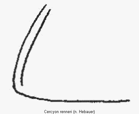 cercyon_renneri_hsch.gif