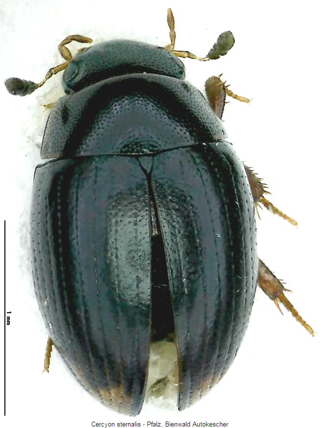 cercyon_sternalis_hab.jpg