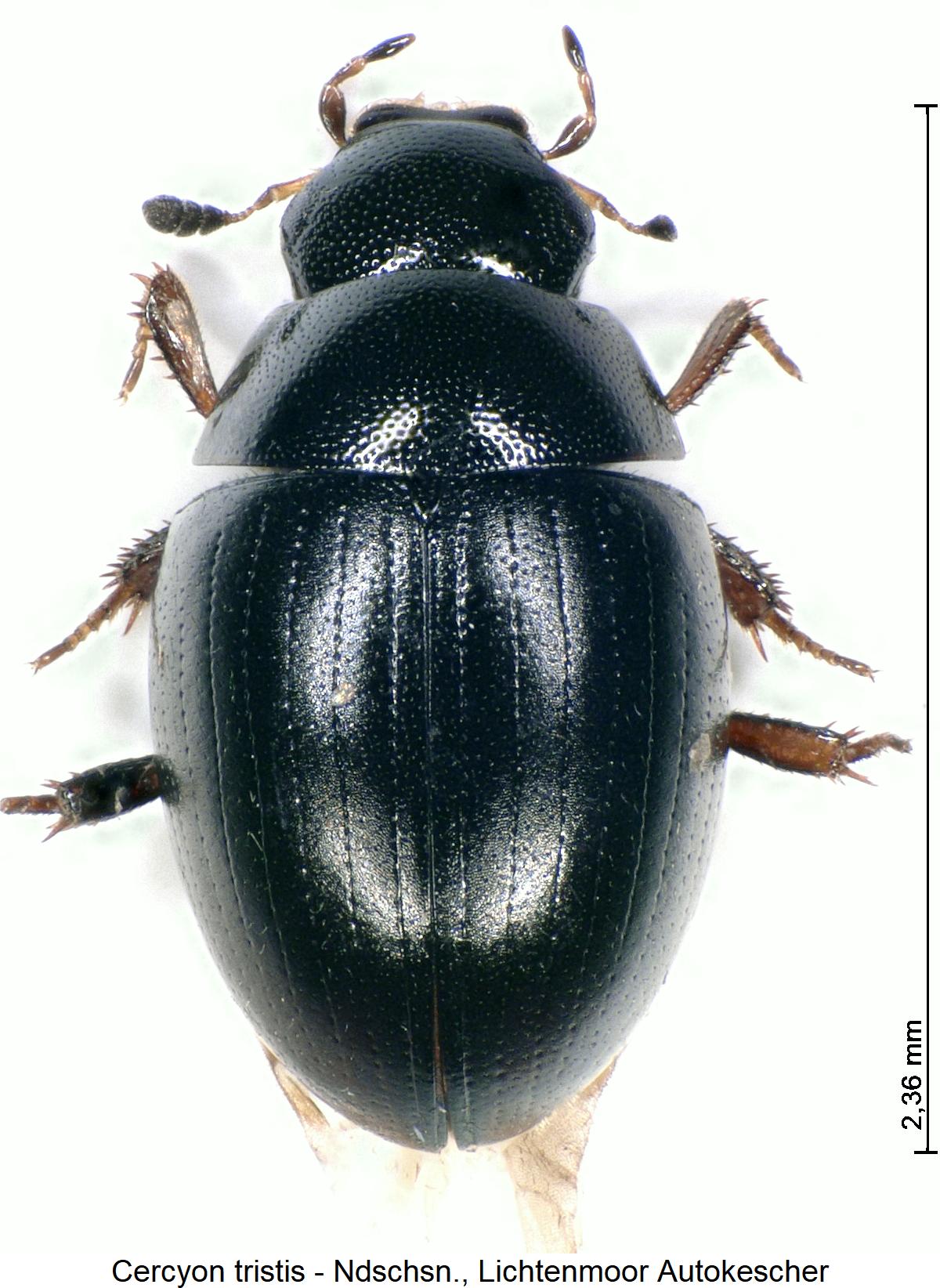 cercyon_tristis_hab.jpg