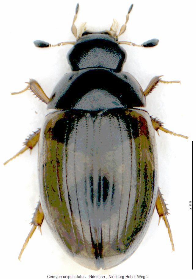 cercyon_unipunctatus_hab.jpg