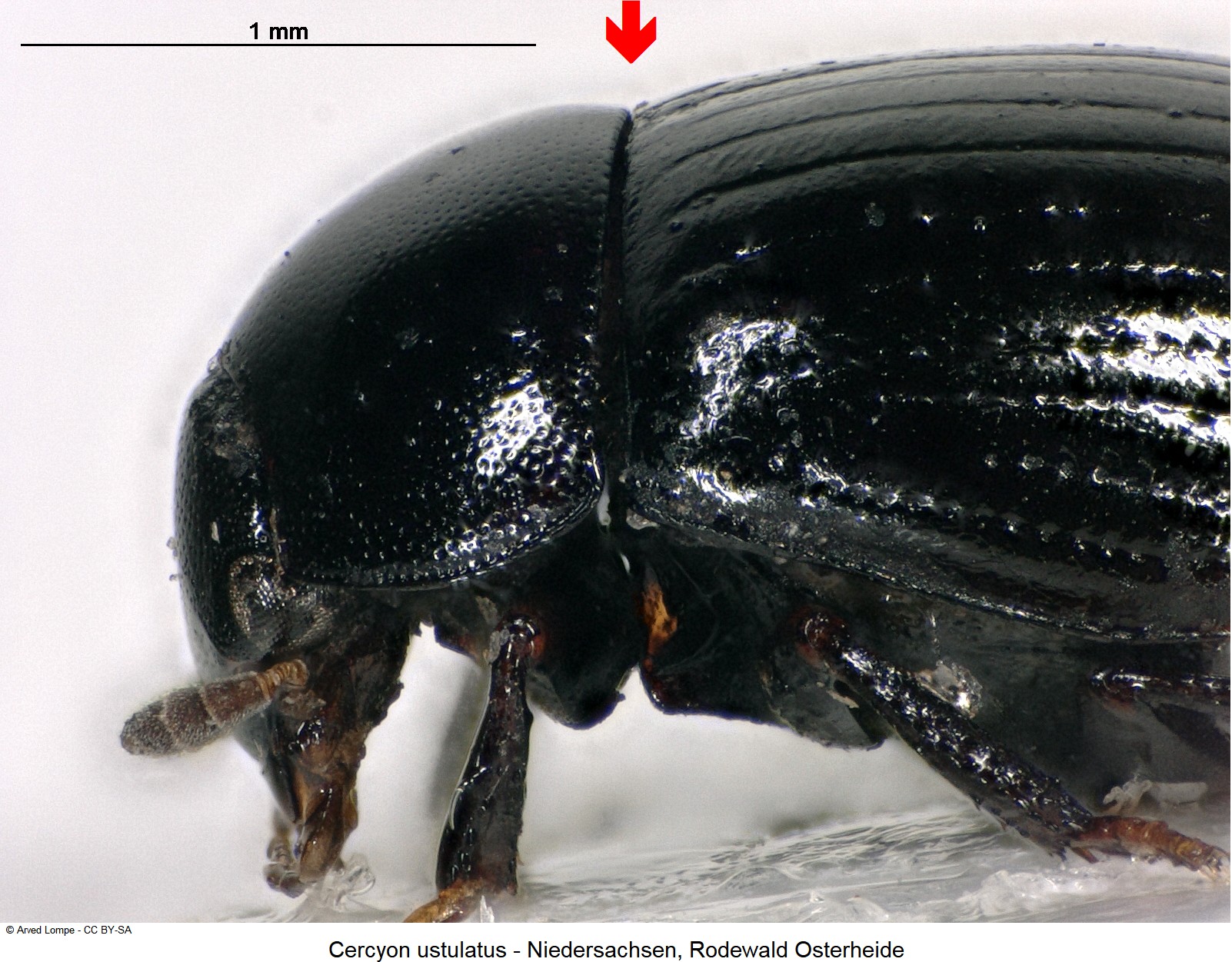cercyon_ustulatus_ck35915122_sa.jpg