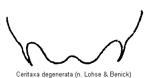 ceritaxa_degenerata_ter.gif