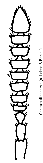 ceritaxa_dilaticornis_f.gif