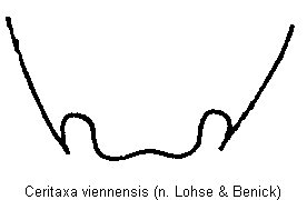 ceritaxa_viennensis_ter.gif