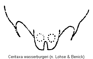 ceritaxa_wasserburgeri_ter.gif