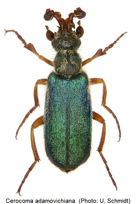 cerocoma_adamovichiana_hab.jpg