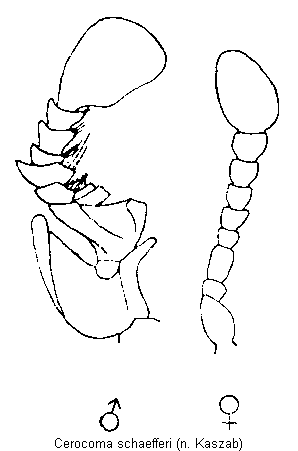 cerocoma_schaefferi_f.gif