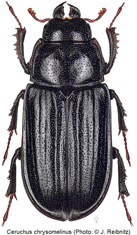 ceruchus_chrysomelinus_w_rbn.jpg