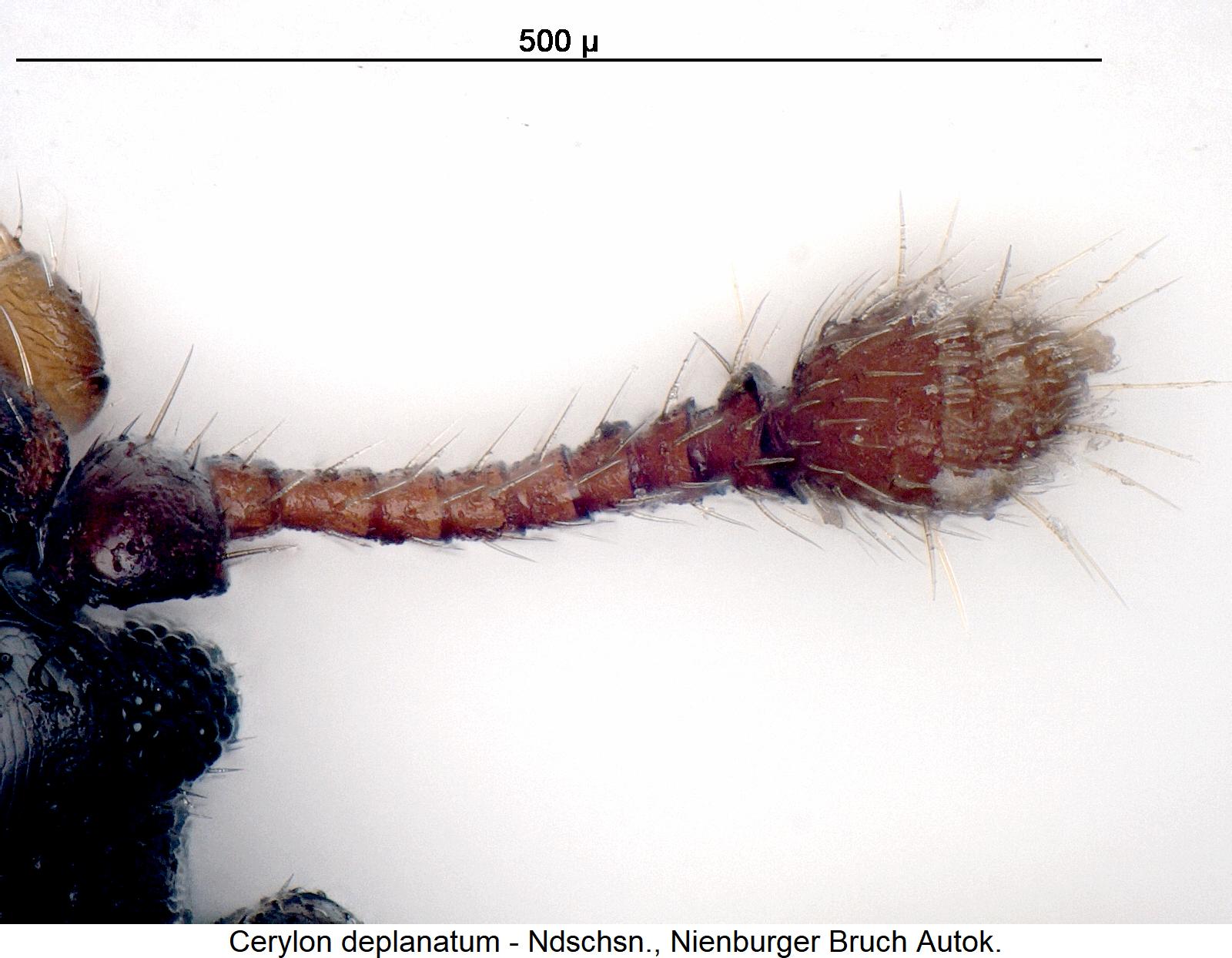 cerylon_deplanatum_f.jpg