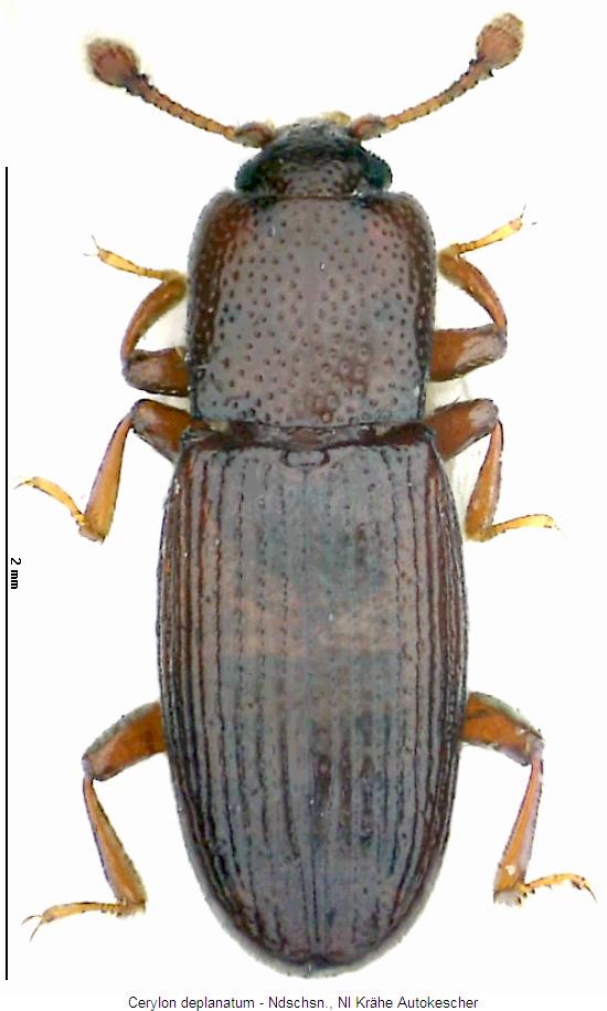 cerylon_deplanatum_hab.jpg