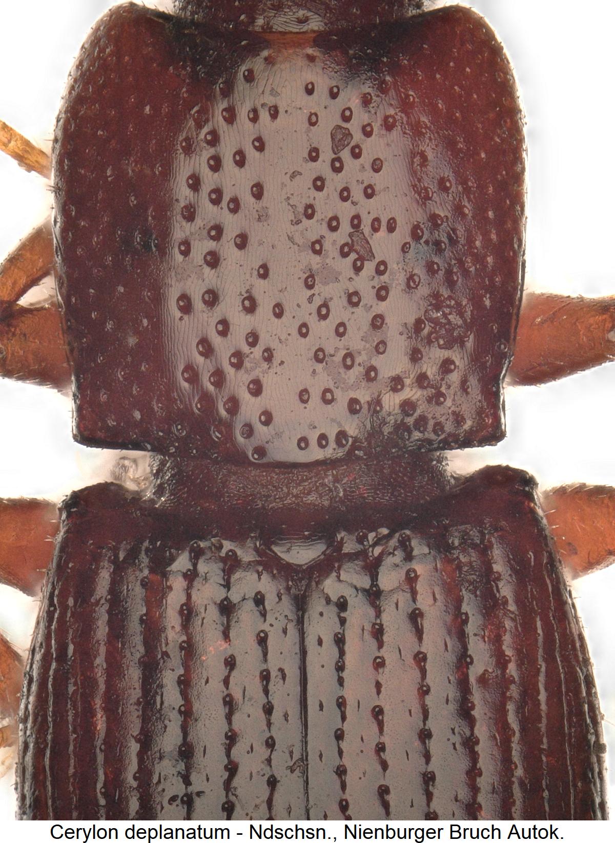 cerylon_deplanatum_hsch1.jpg
