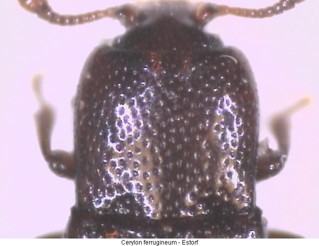 cerylon_ferrugineum_hsch.jpg
