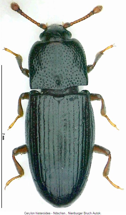 cerylon_histeroides_hab2.jpg