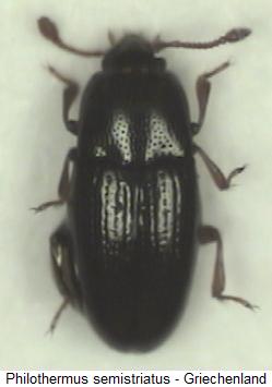 cerylon_semistriatus_hab.jpg