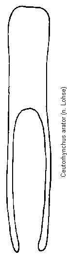 ceutorhynchus_arator.gif