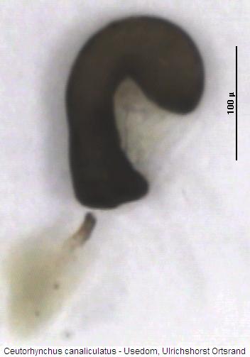 ceutorhynchus_canaliculatus_sperm.jpg