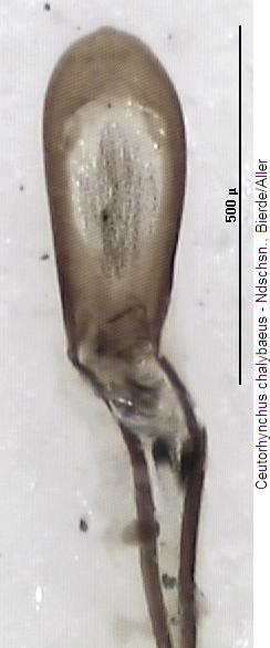 ceutorhynchus_chalybaeus.jpg
