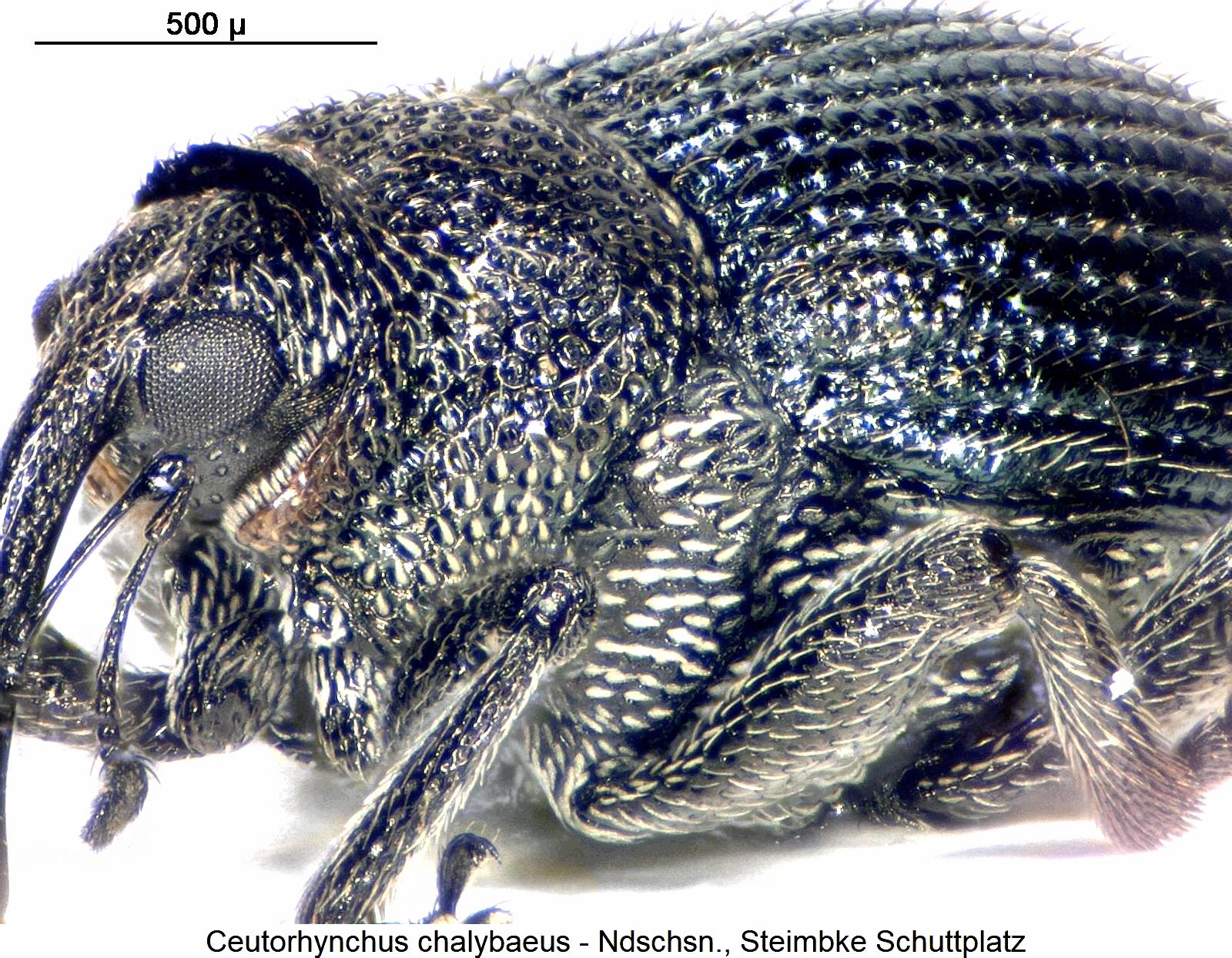 ceutorhynchus_chalybaeus_sa.jpg