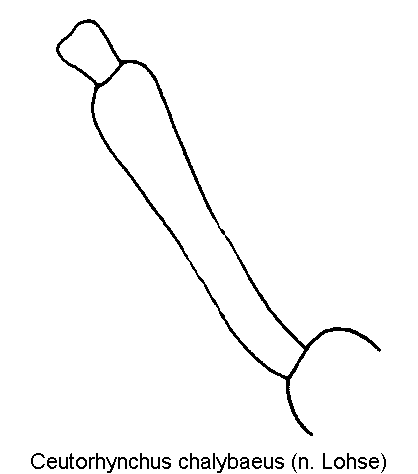 ceutorhynchus_chalybaeus_vschn.gif