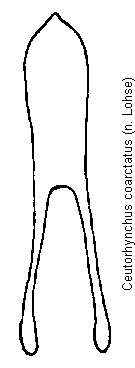 ceutorhynchus_coarctatus.gif
