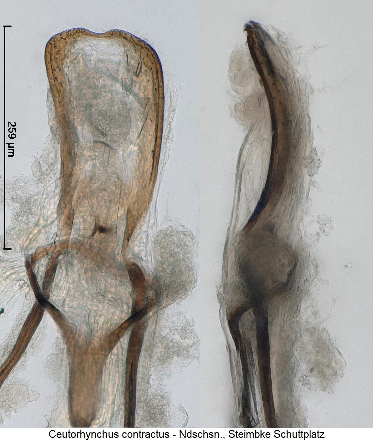 ceutorhynchus_contractus1.jpg