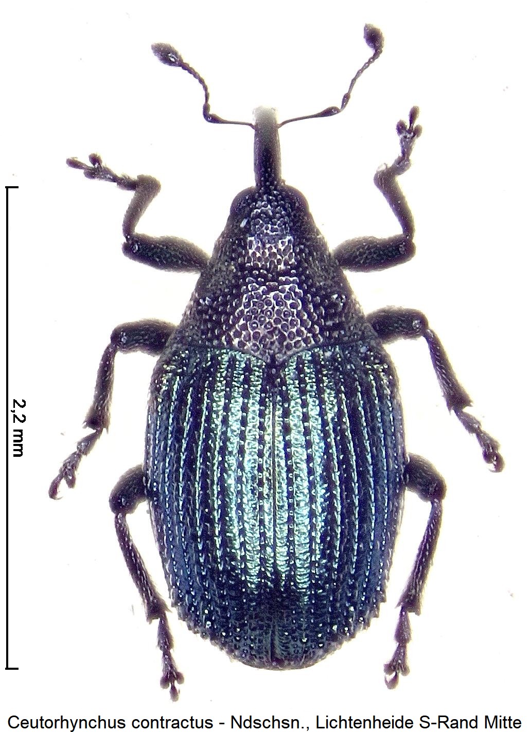 ceutorhynchus_contractus_hab-1.jpg