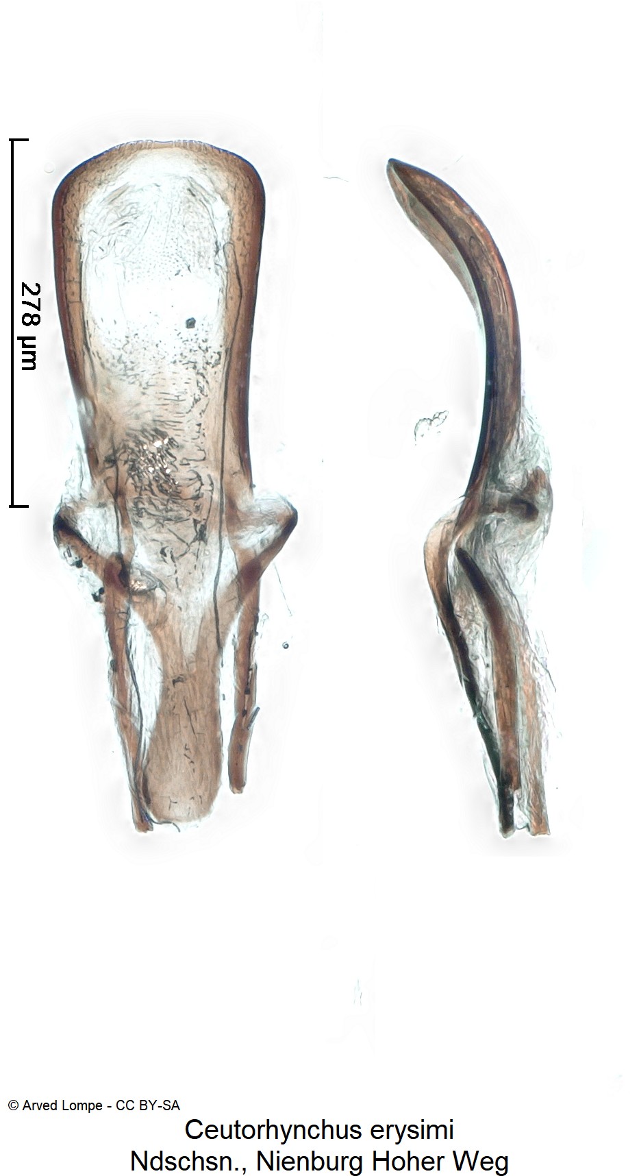 ceutorhynchus_erysimi_ck15026.jpg