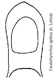 ceutorhynchus_ignitus.gif