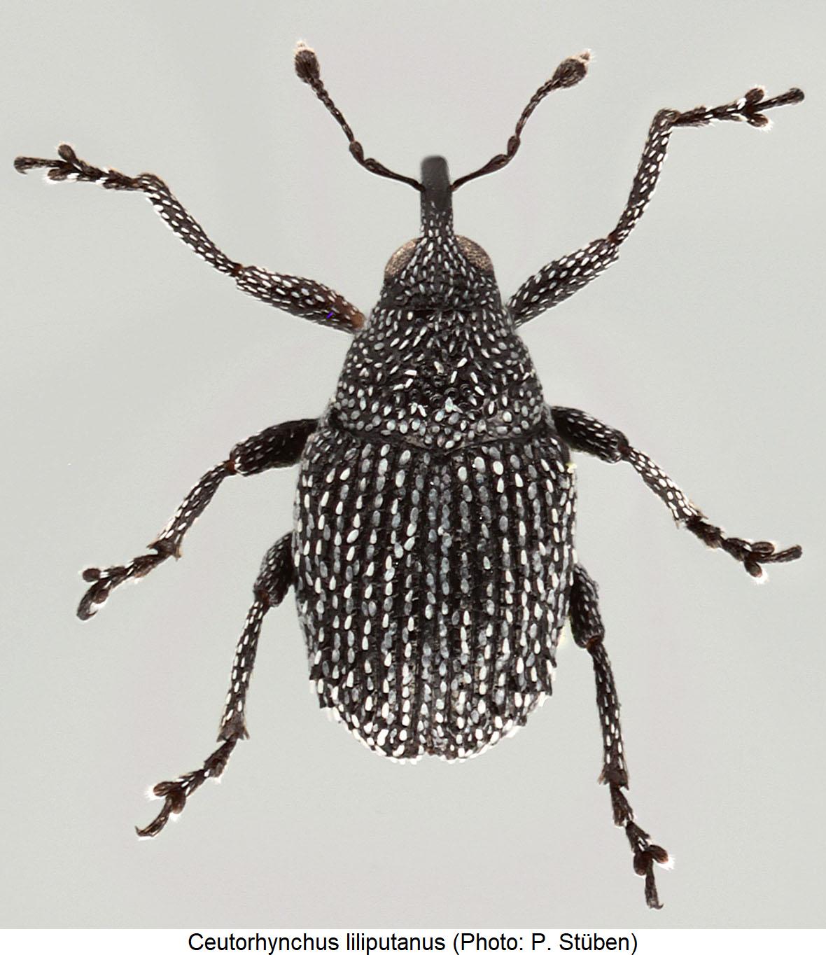 ceutorhynchus_liliputanus_hab.jpg