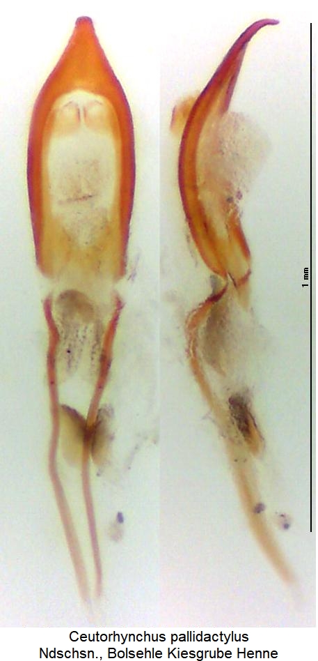 ceutorhynchus_pallidactylus.jpg