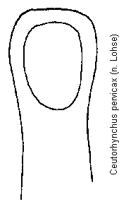 ceutorhynchus_pervicax.gif