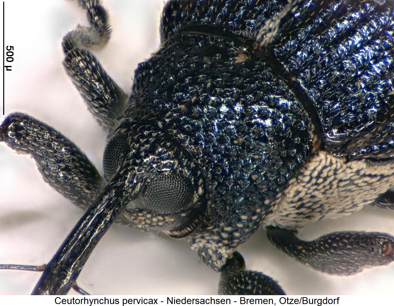 ceutorhynchus_pervicax_vk.jpg