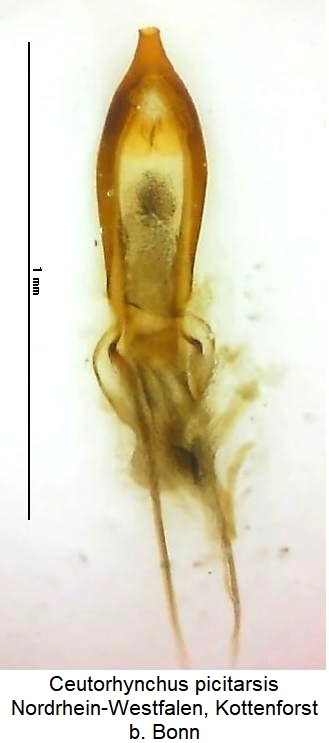 ceutorhynchus_picitarsis.jpg