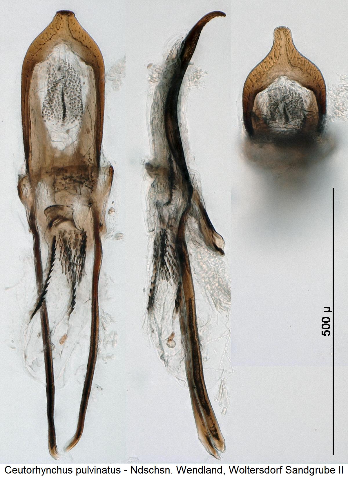 ceutorhynchus_pulvinatus.jpg