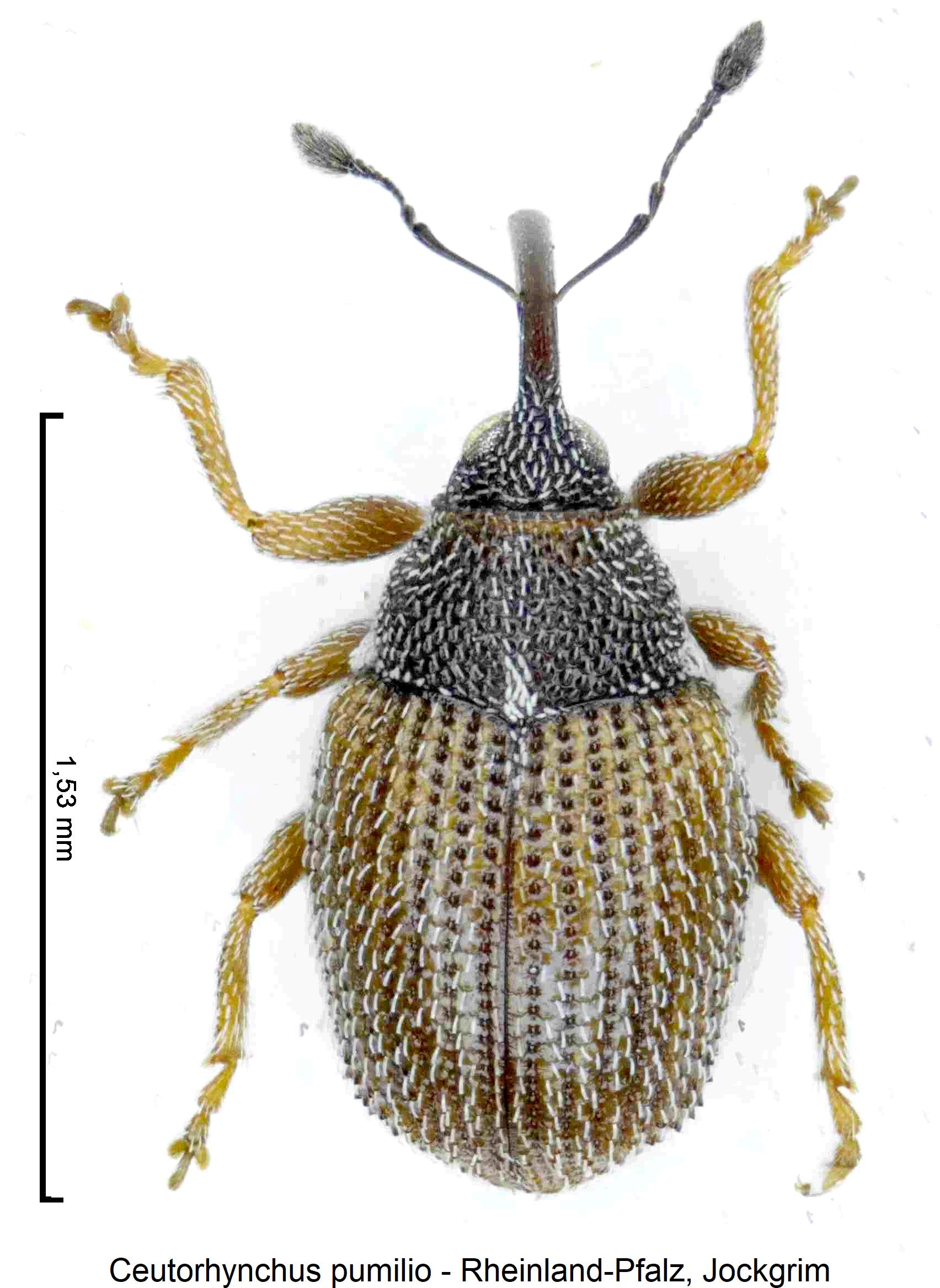 ceutorhynchus_pumilio_hab.jpg