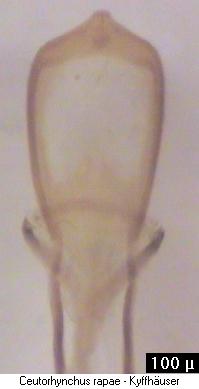 ceutorhynchus_rapae.jpg