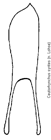 ceutorhynchus_syrites.gif