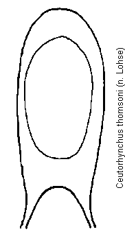 ceutorhynchus_thomsoni.gif