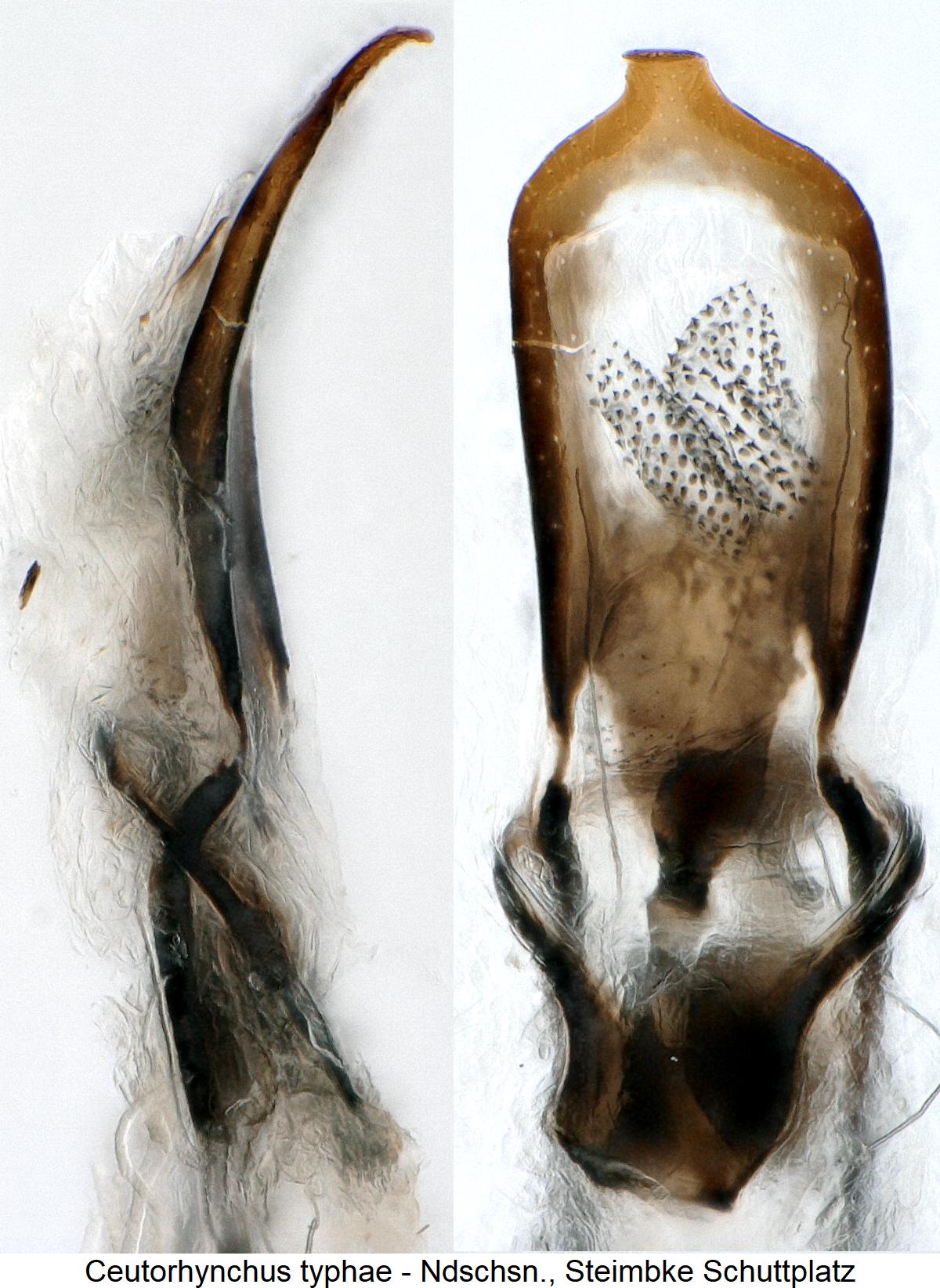 ceutorhynchus_typhae.jpg