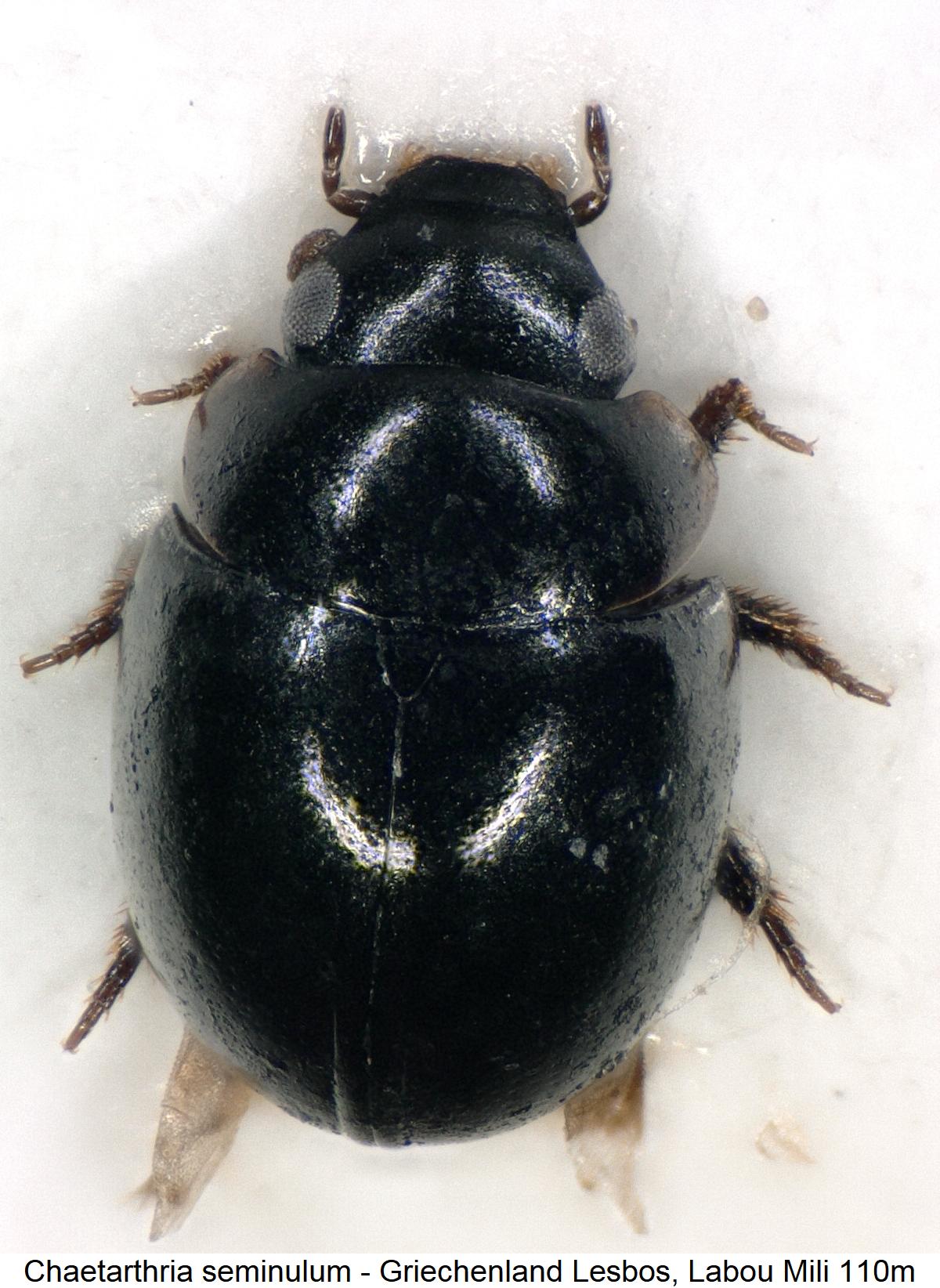 chaetarthria_seminulum_hab2.jpg