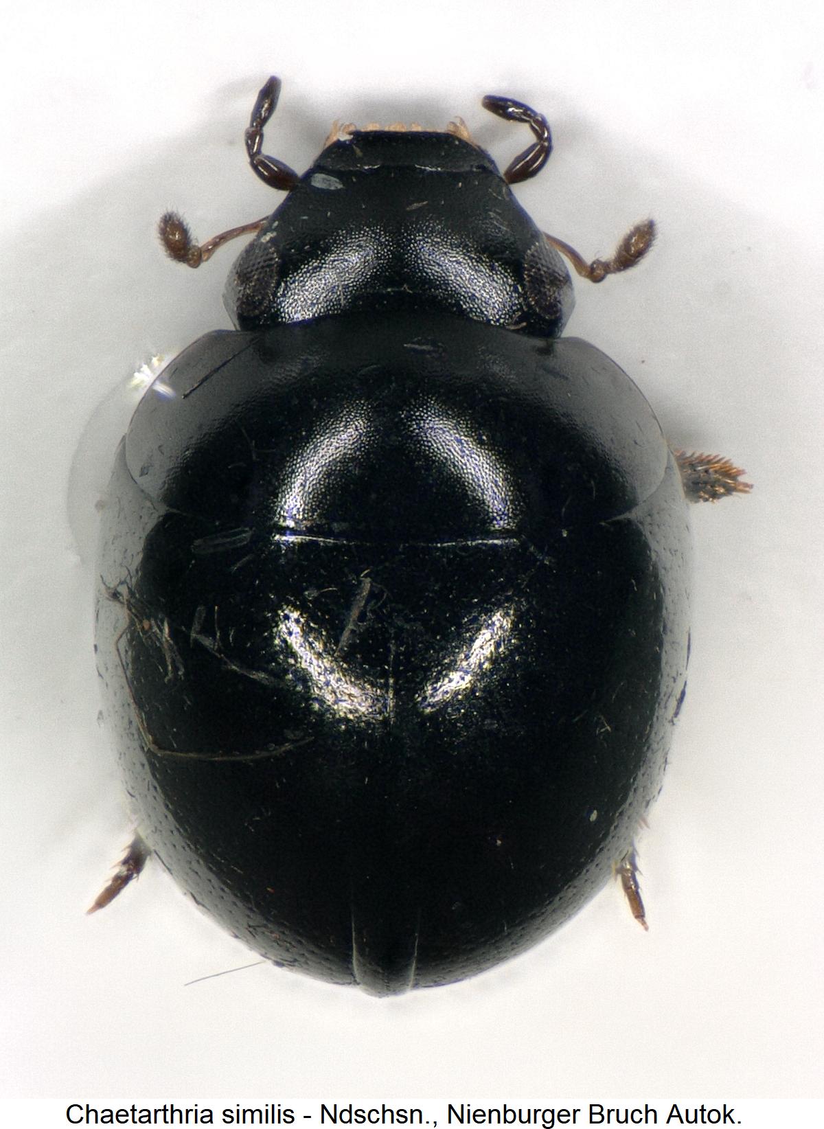 chaetarthria_similis_hab.jpg