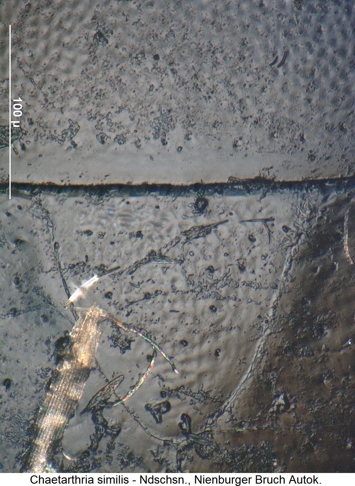 chaetarthria_similis_scut.jpg