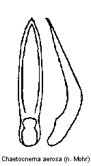 chaetocnema_aerosa.gif