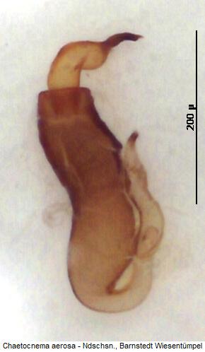 chaetocnema_aerosa_sperm.jpg